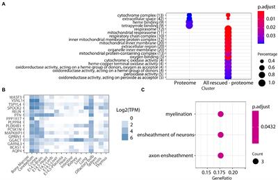 Proteomic profiling reveals mitochondrial dysfunction in the cerebellum of transgenic mice overexpressing DYRK1A, a Down syndrome candidate gene